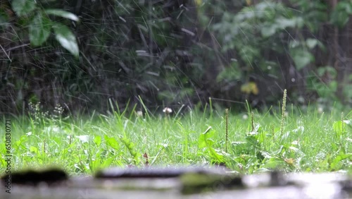 summer or autumn rain on the background of green grass and forest, drops fall and break on the ground in a spray close-up