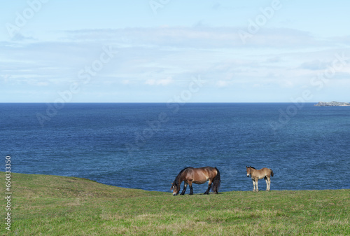 Horses grazing in green meadows by the ocean, Liencres natural park, Cantabria, Spain. © poliki