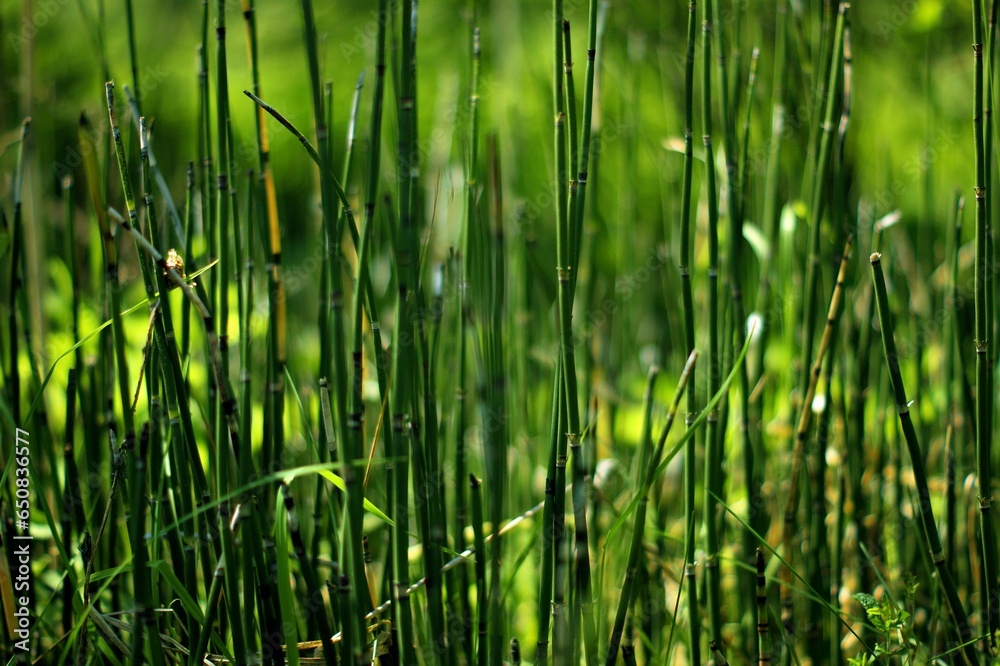 bamboo bamboo