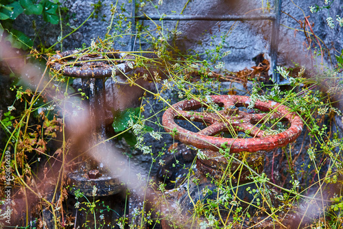 фотографія Rusty wheel valves on pipes overgrown with weeds and vines seen through blurry c