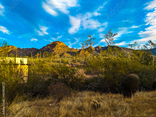 Seguaro National Park photo