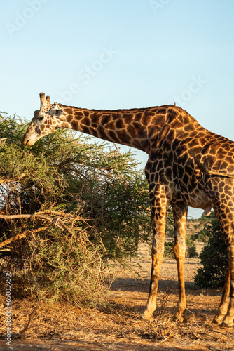 Giraffe frisst an Busch in Kenia
