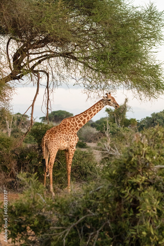 Giraffe in der Landschaft von Kenia