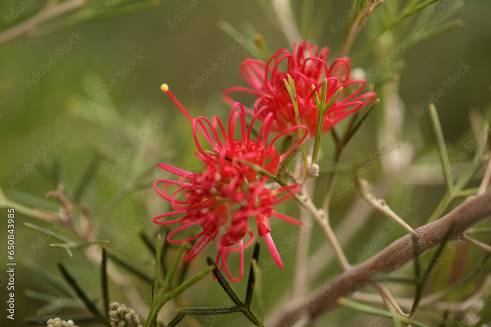 Red flowering Grevillea, spider flower, natural macro floral background
Red flowering Grevillea, spider flower, natural macro floral background