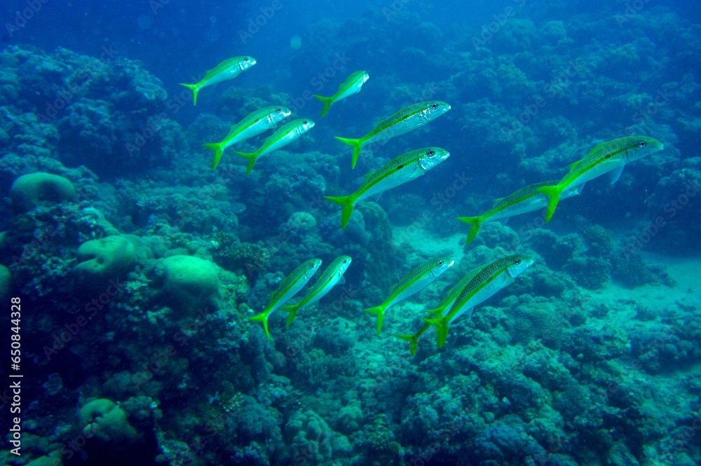 school of fish in the coral reef school of fish in the coral reef