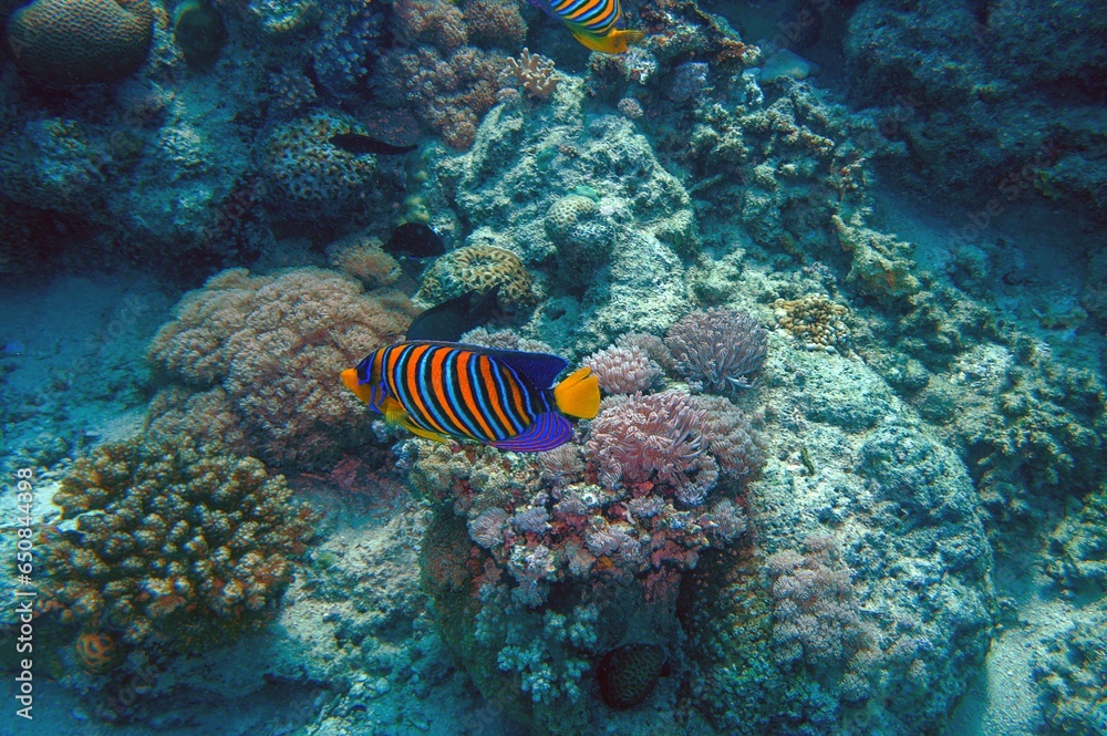 emperor angel fish in the reef emperor angel fish in the reef