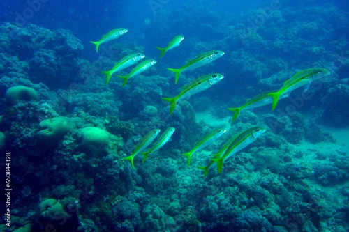 school of fish in the coral reef