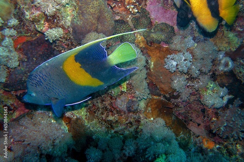 angel fish and coral