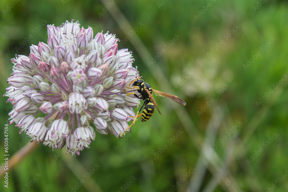 Fototapeta premium wasp on a flower