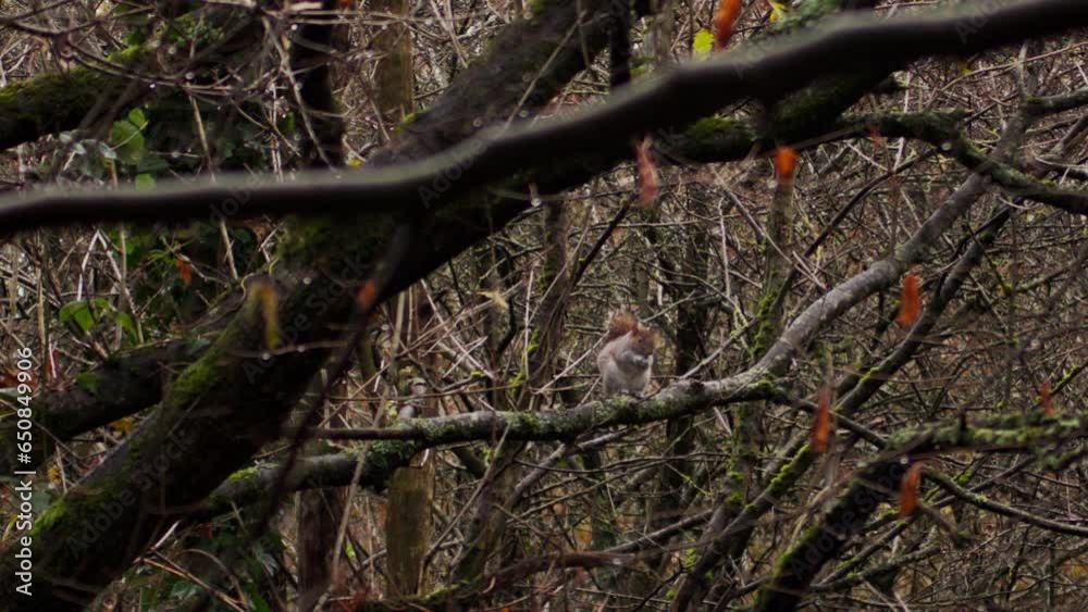 Wide shot of wild grey squirrel on a tree branch eating an acorn Wide shot of wild grey squirrel on a tree branch eating an acorn