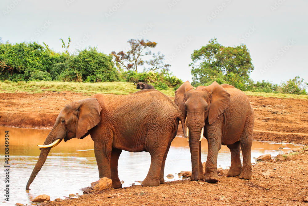 A Pair of Elephants at the watering hole near the Ark Lodge, Aberdare National Park, Kenya