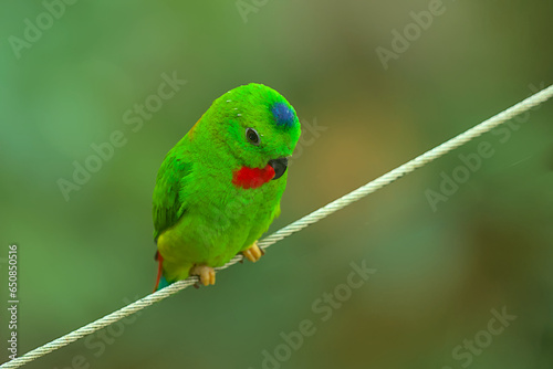 A very small and cute bright green blue-crowned parrot or serendak. They can be recognized by their green plumage, black beak and distinctive blue feathers arranged in a crown on their head. photo