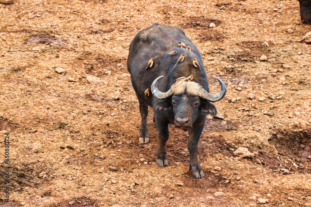 Obraz premium Buffalo with Oxpeckers on his back near the Ark Lodge, Aberdare National Park, Kenya