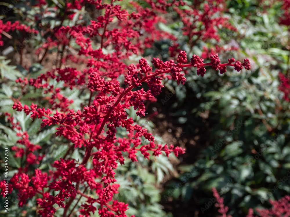 Close-up of the False goatsbeard (Astilbe x arendsii) 'Rotlicht' flowering with red showy flowers in the garden in summer Close-up of the False goatsbeard (Astilbe x arendsii) 'Rotlicht' flowering with red showy flowers in the garden in summer