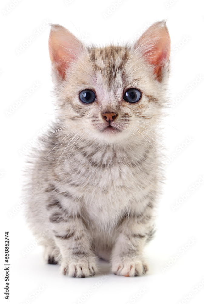 Kitten on white background.