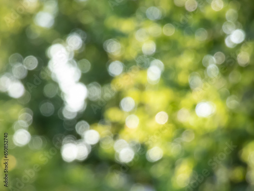Green bokeh effect and purposely blurred view of sunlight throught green leaves. Green, blurry background with photographic bokeh effect