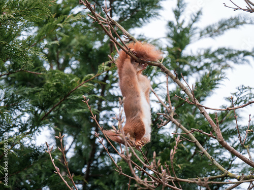 Red Squirrel feeding ina Tree