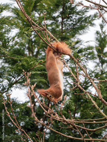 Red Squirrel feeding ina Tree © Stephan Morris 