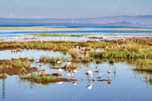 Flamingos are abundant at Lake Nakuru, Kenya