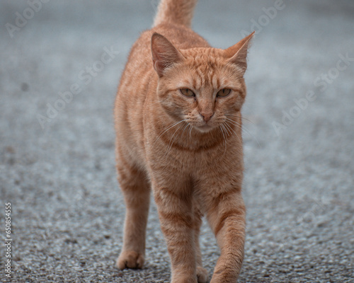 Small Greek Homeless ginger Kitten Looking Into The Distance. kanoni Corfu.