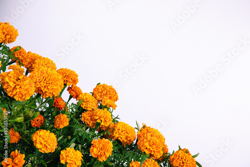 Beautiful bright orange marigold flowers field isolated on white background with copy space. Floral corner border. Blooming herbal plant marigold garden flowerbed. Chinese mid autumn festival concept photo