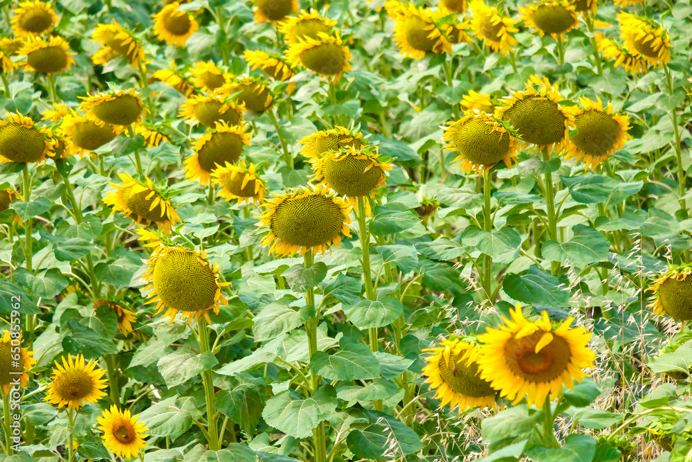 sunflowers in the farm crowded sunflowers in the farm crowded