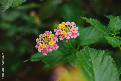 Wallpaper Mural Flores rosas y amarillas Torontodigital.ca