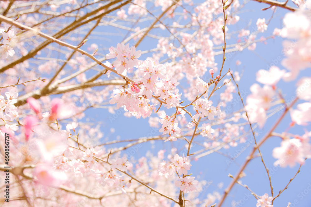 桜 花 春 満開 桜 花 春 満開
