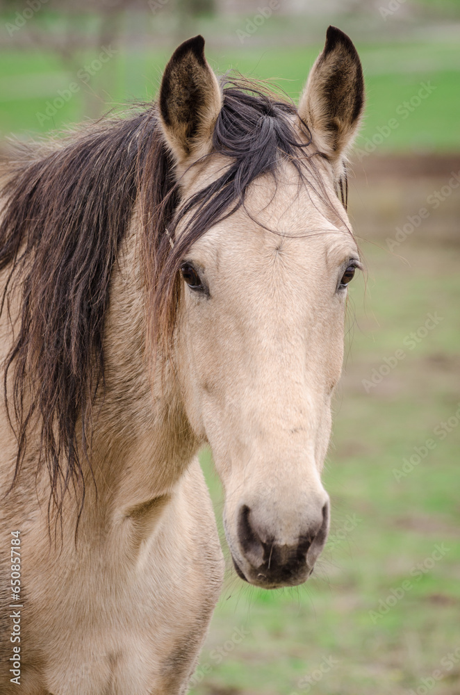 Obraz premium A horse portrait