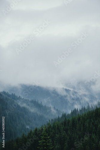 fog covering the peaks of the mountain coniferous forest, the concept of mystery, vertical photo. High quality photo