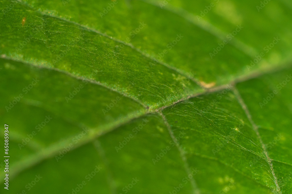 leaf tree veins macro shooting chlorophyll green fresh color nature. concept macro nature background leaf tree veins macro shooting chlorophyll green fresh color nature. concept macro nature background