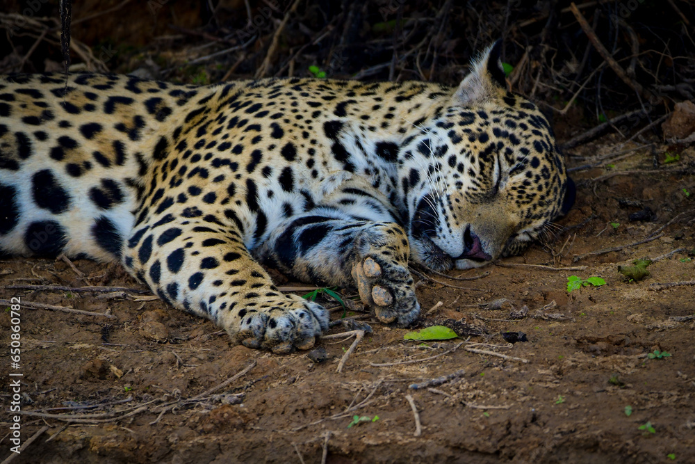 An sleepy jaguar at the river bank (Pantanal, Brazil) An sleepy jaguar at the river bank (Pantanal, Brazil)