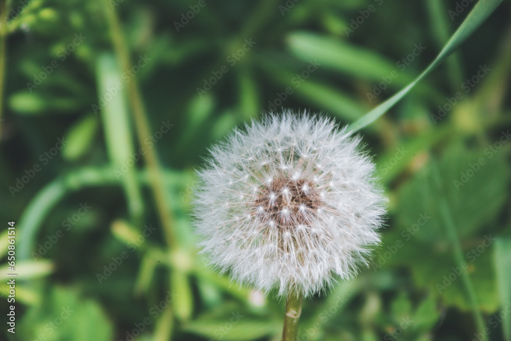 Fototapeta premium Nahaufnahme einer Pflanze in freier Natur