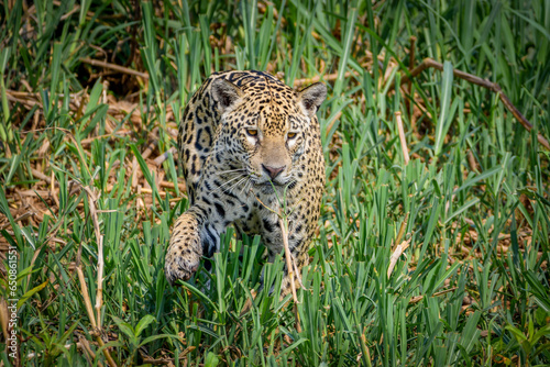 A jaguar hunts at pantanal, Brazil © Leandro