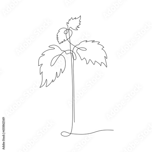 Nettle plant. Continuous one line drawing. Abstract hand drawn sprout by one line. Minimal botany natural eco concept vector illustration. Vector hand drawn Medicinal plants. Common nettle.