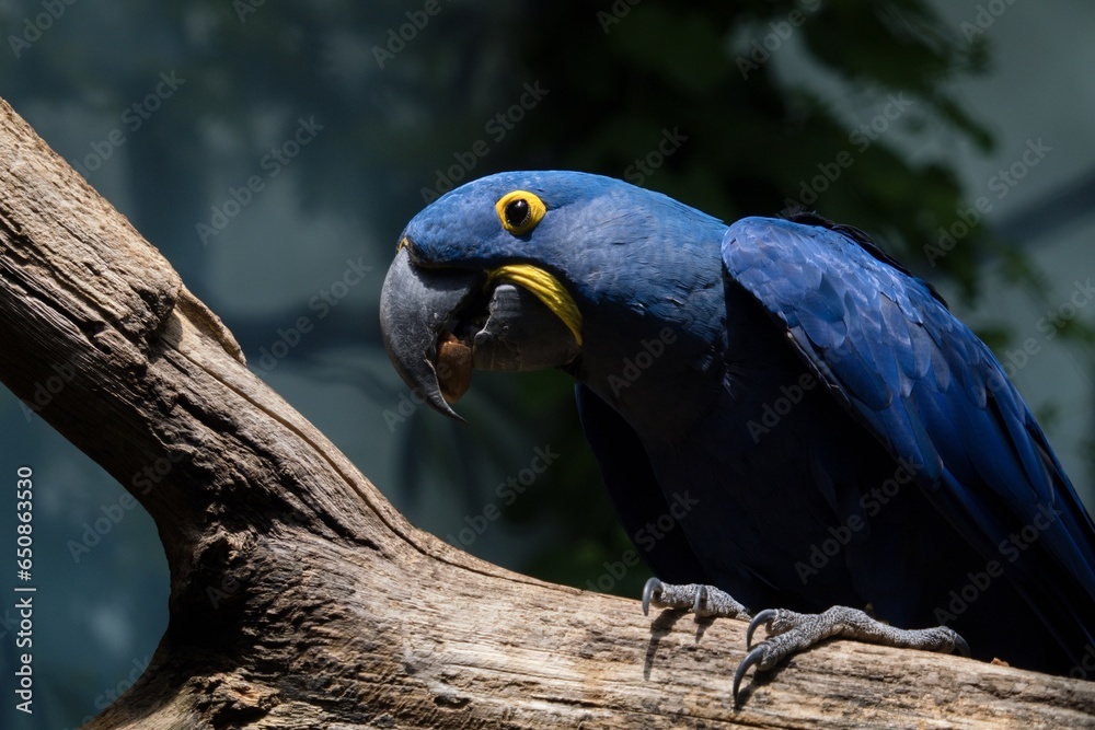 Obraz premium blue macaw