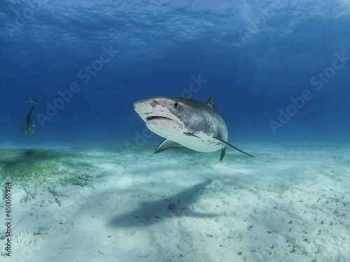 Tiger shark © Kewin Lorenzen 
