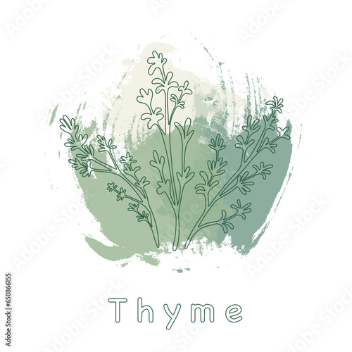 Black thyme branches on green background. Minimalistic botanical elements for cosmetics. Hand-drawn design concept. Vector illustration.