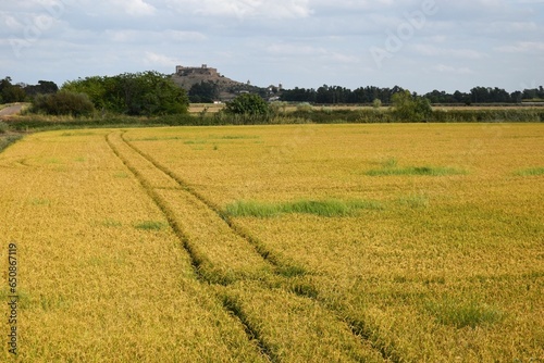 campos de arroz en los pies del castillo photo