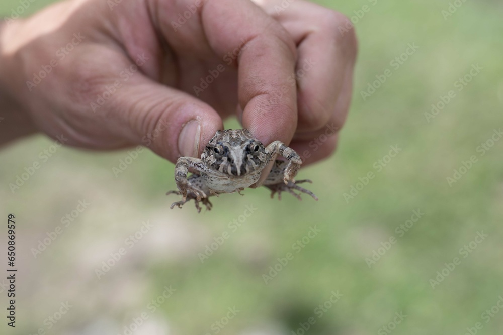 SMALL TOAD ON MAN'S HAND 