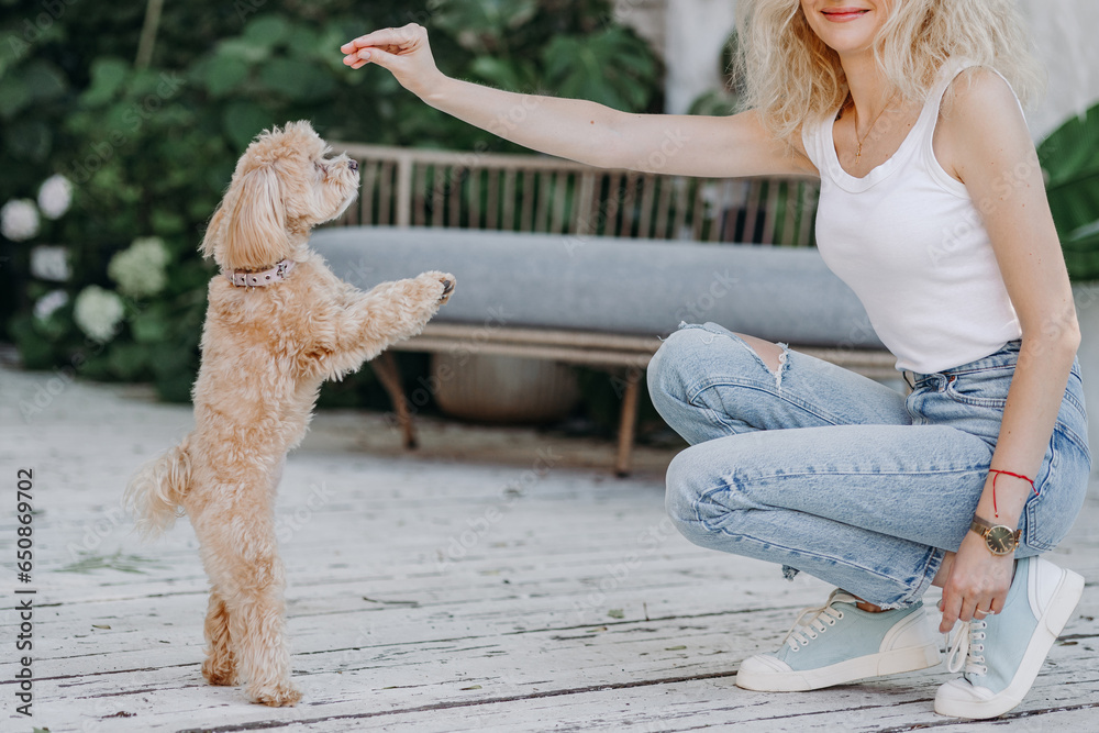 a young girl treats a maltipoo dog in the park. dog training concept, maltipu dog a young girl treats a maltipoo dog in the park. dog training concept, maltipu dog