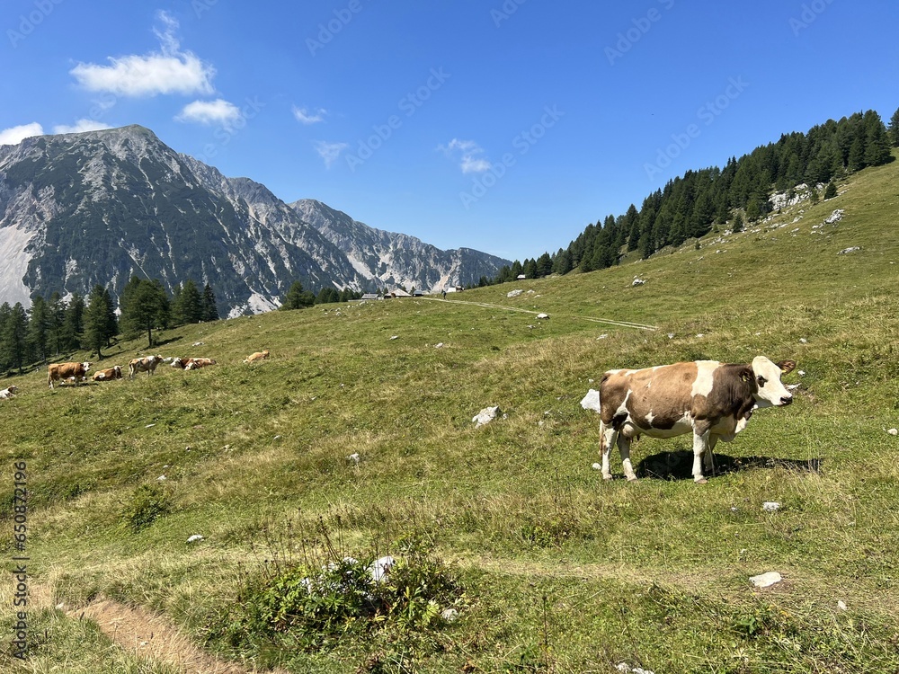 Naklejka premium vache a la montagne