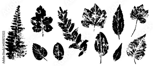 Set of prints, doodles of various leaves. Vector graphics.