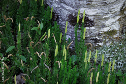 Club Moss (2023)