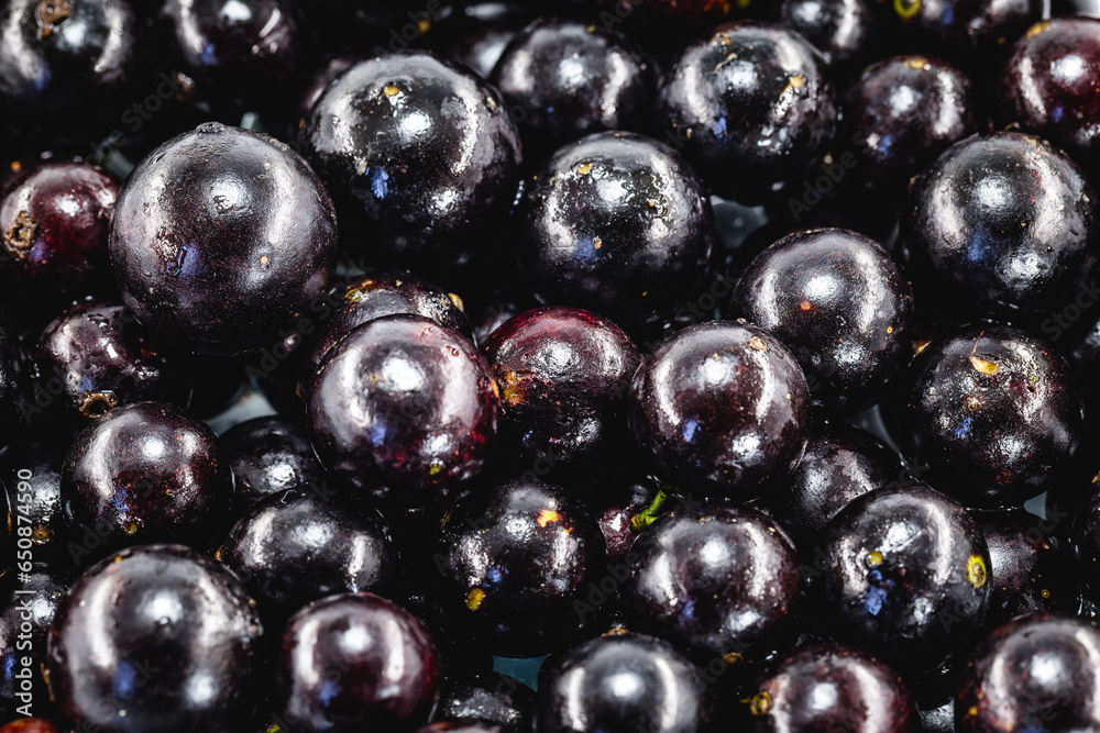 The jabuticaba or jaboticaba is the fruit of the jaboticabeira o The jabuticaba or jaboticaba is the fruit of the jaboticabeira o