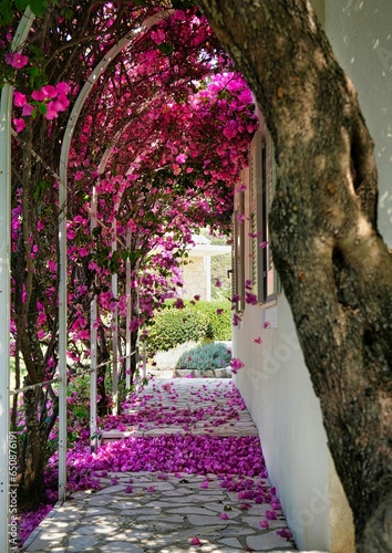Winding pathway lined with vibrant pink flowers  near the white brick path