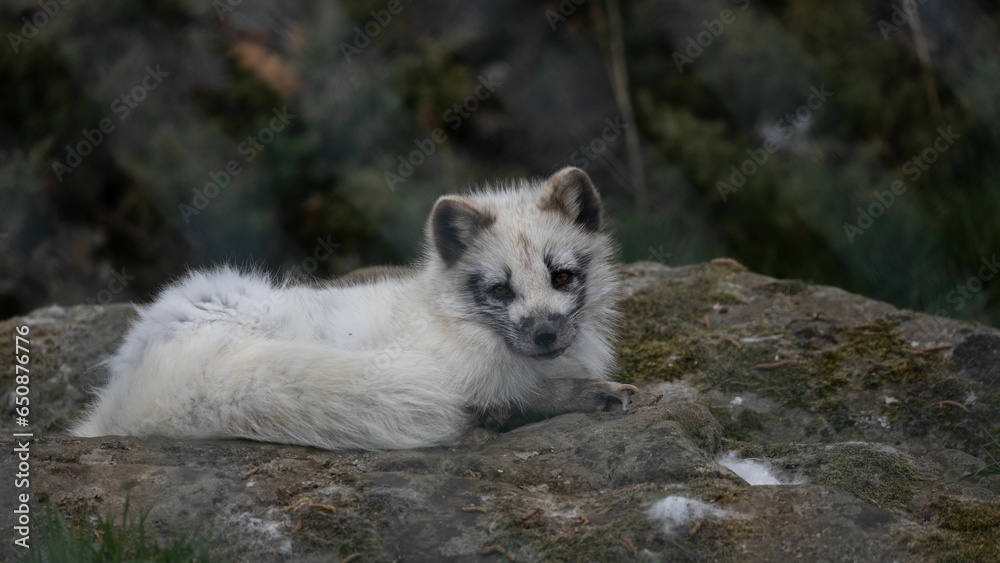 Fototapeta premium White Arctic fox perched on a rocky surface, looking into the horizon