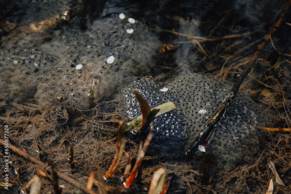 Several layers of frog roe in pond in spring, couple of common cute huge frogs swim in water, embryos tadpoles close-up, Frogspawn, Mating frogs, Petrin Park in Prague, sunny day Several layers of frog roe in pond in spring, couple of common cute huge frogs swim in water, embryos tadpoles close-up, Frogspawn, Mating frogs, Petrin Park in Prague, sunny day