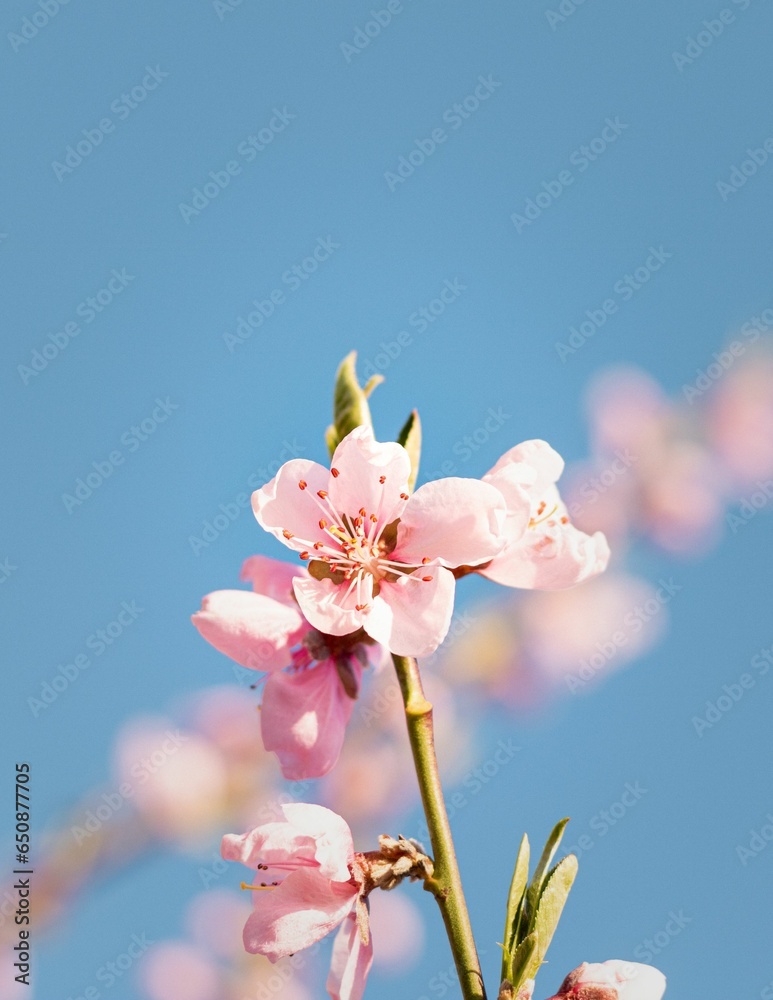 Delicate pink peach blossoms on the background of the blue sky