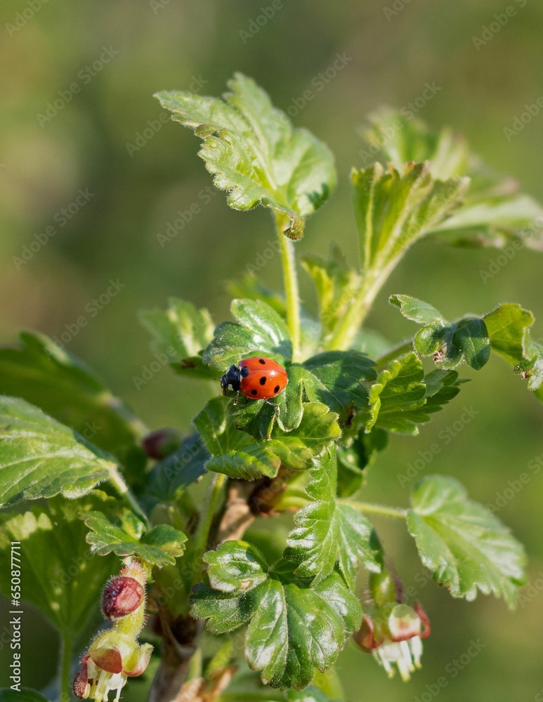the little red ladybird is perched on the green leaf the little red ladybird is perched on the green leaf